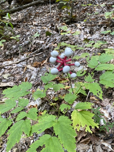 white baneberry