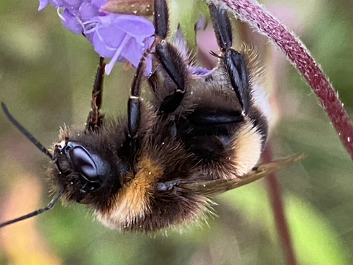 Buff-tailed Bumble Bee