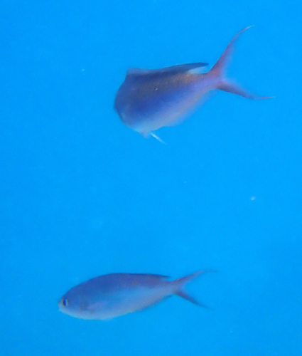 Lepidozygus tapeinosoma observed 2026-09-11