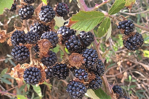 elmleaf blackberry