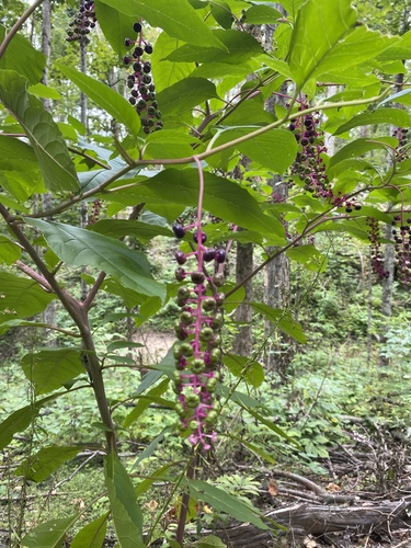 American pokeweed