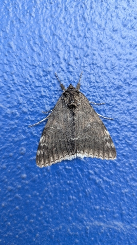 White Underwing