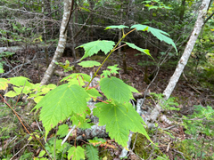 Acer spicatum, photograph (c) Ian Manning, some rights reserved (CC BY)