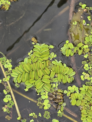 floating fern