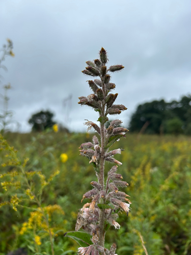 purple rattlesnake root