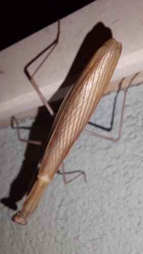 European Mantis