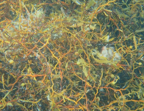 Sargassum natans observed 2026-09-20