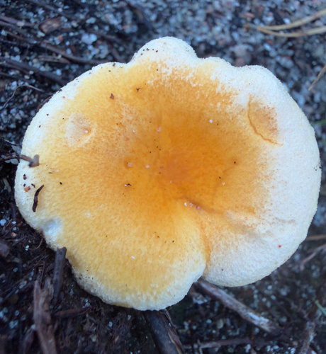 False Chanterelle