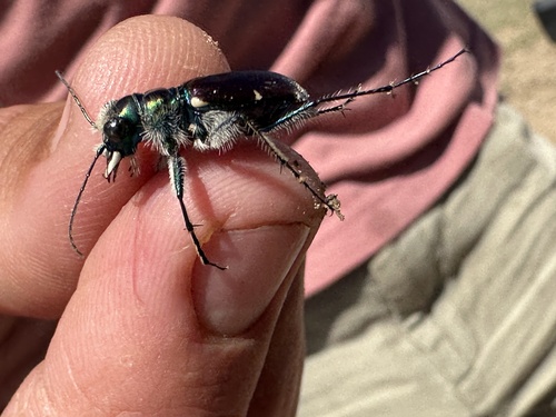 Beautiful Tiger Beetle