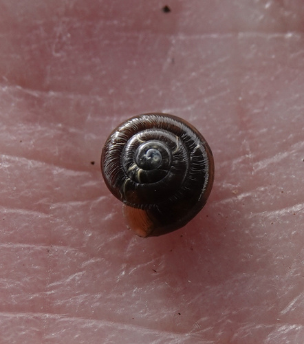 Zonitoides excavatus observed 2026-09-19