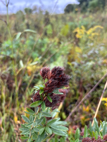round-headed bush clover