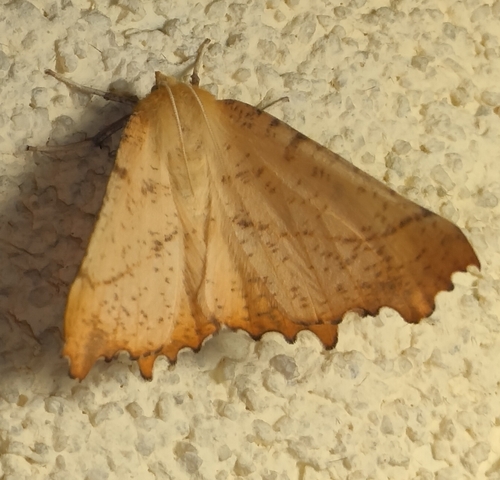 Large Thorn