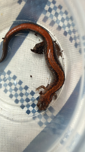 Eastern Red-backed Salamander