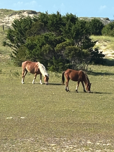 Domestic Horse