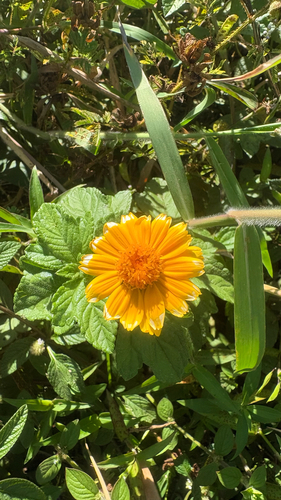 Trailing Daisy