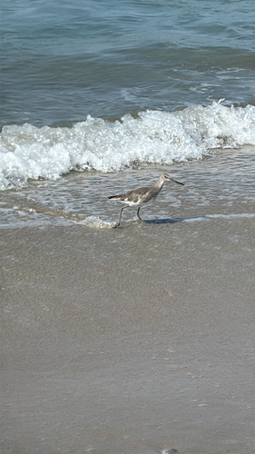 Willet