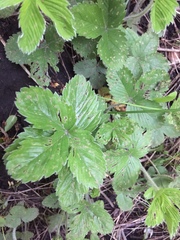 Fragaria viridis