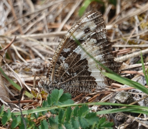 Great Banded Grayling