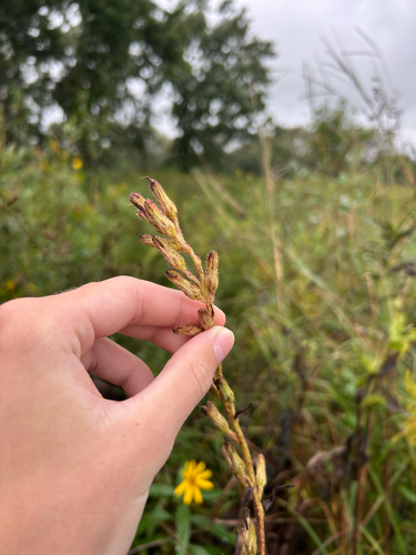 rough rattlesnake root