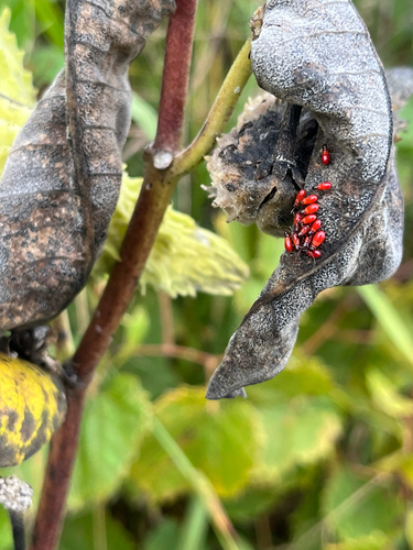 Large Milkweed Bug