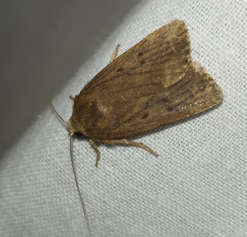 Mouse Moth