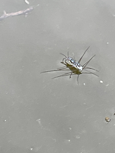 Neogerris hesione