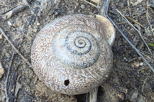 Milk Snail