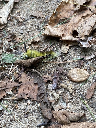 Banded Tussock Moth