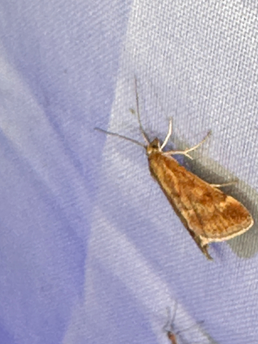 Straw-barred Pearl
