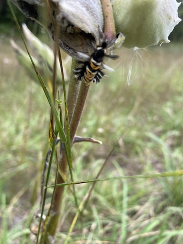 Milkweed Tussock Moth