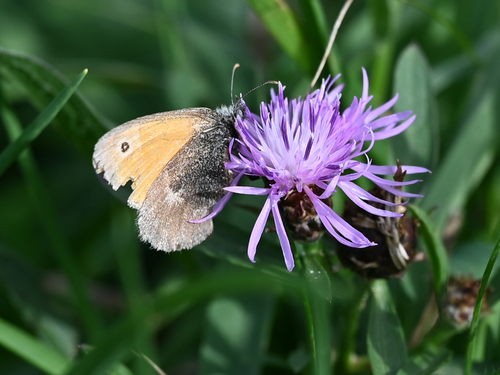 Small Heath