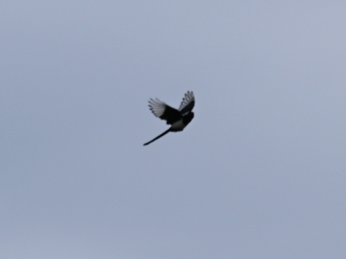 Eurasian Magpie