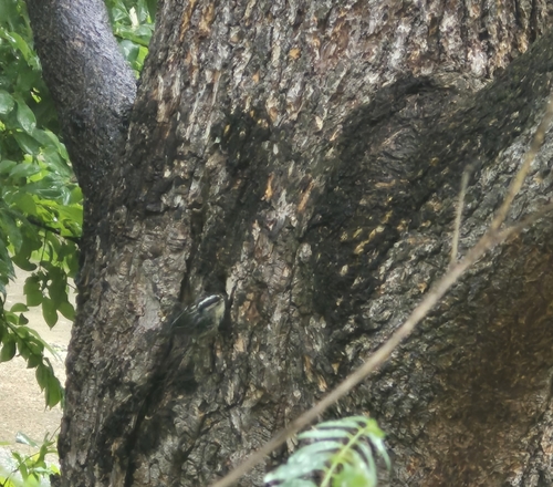 Black-and-white Warbler