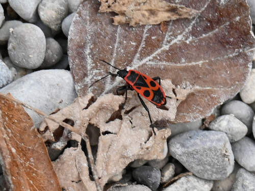 European Firebug
