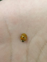Harmonia axyridis