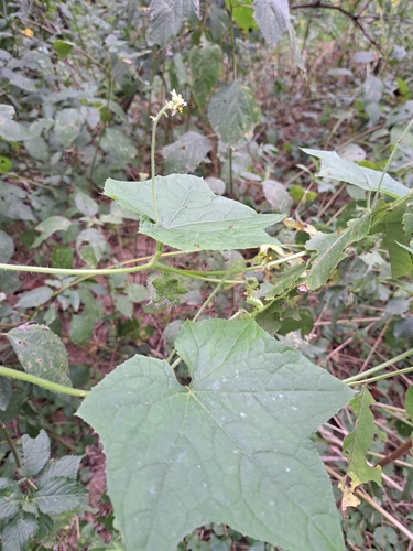 Sicyos angulatus, photograph 4