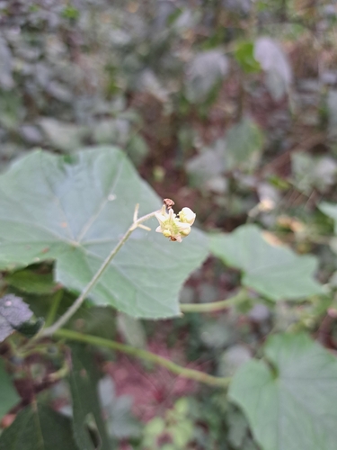 Sicyos angulatus, photograph 5