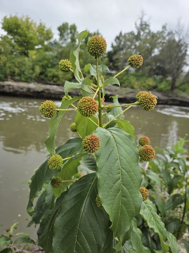 buttonbush