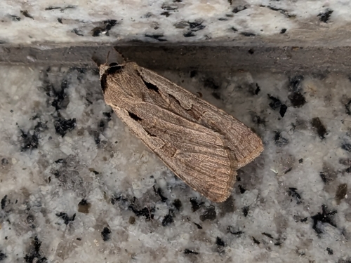 Black Collar Moth