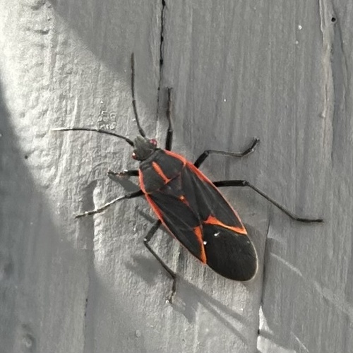 Eastern Boxelder Bug