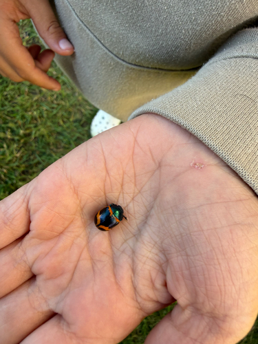 Swamp Milkweed Leaf Beetle