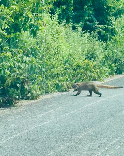 White-nosed Coati (Nasua narica)