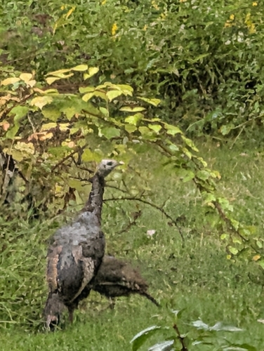 Wild Turkey