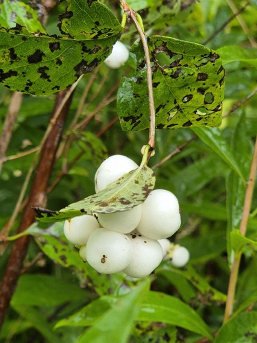 Common Snowberry