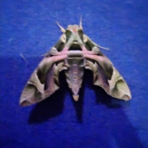 Oleander Hawkmoth