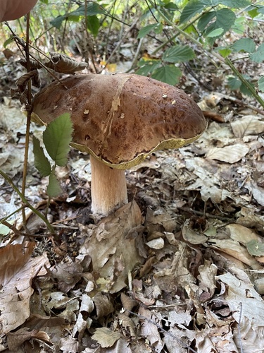King Bolete