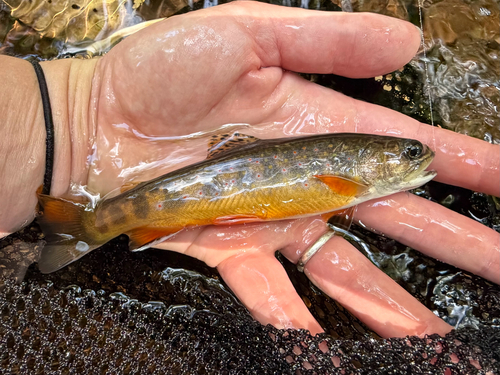 Brook Trout