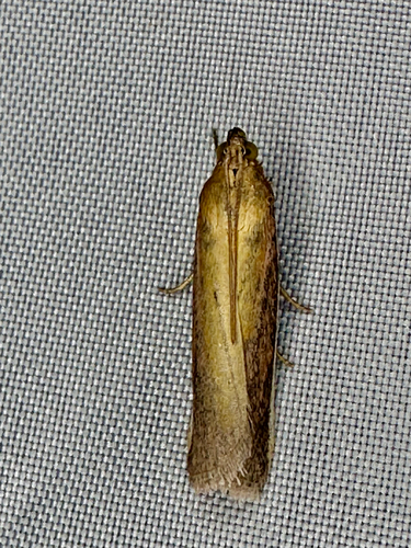 Rosy-striped Knot-horn