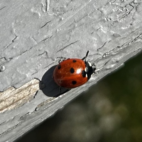 Seven-spotted Lady Beetle