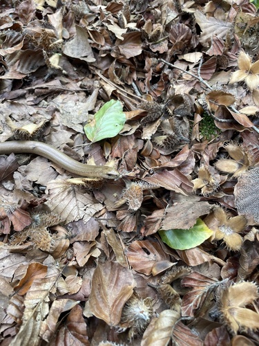 Common Slowworm